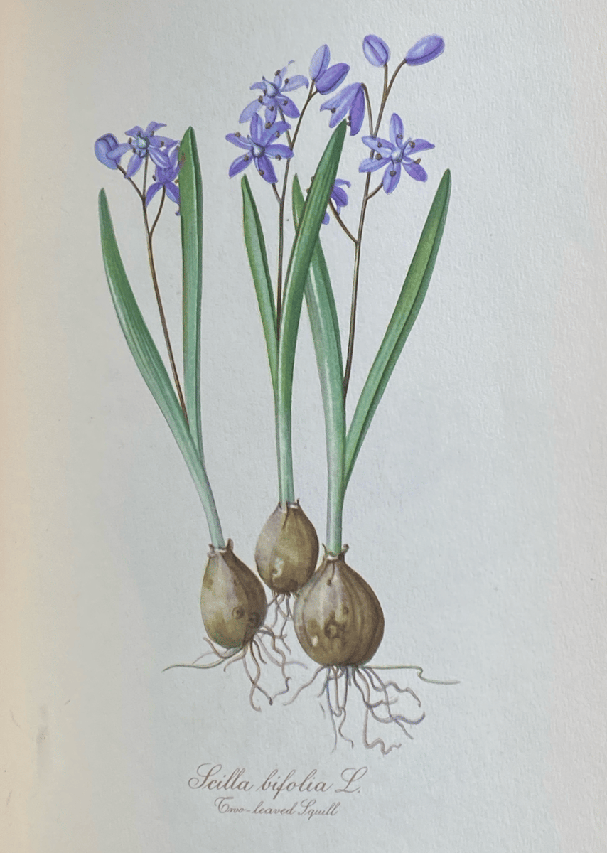 ⑥ 美しい植物画 15枚 1951年 BLUMEN Elsa Felsko A Book of Wild Flowers by Elsa Felsko – lescargot.papier